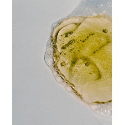 ReFeel Shower Gel
