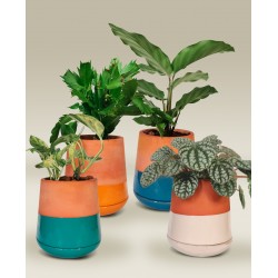 Baby Pearpot - Several colors